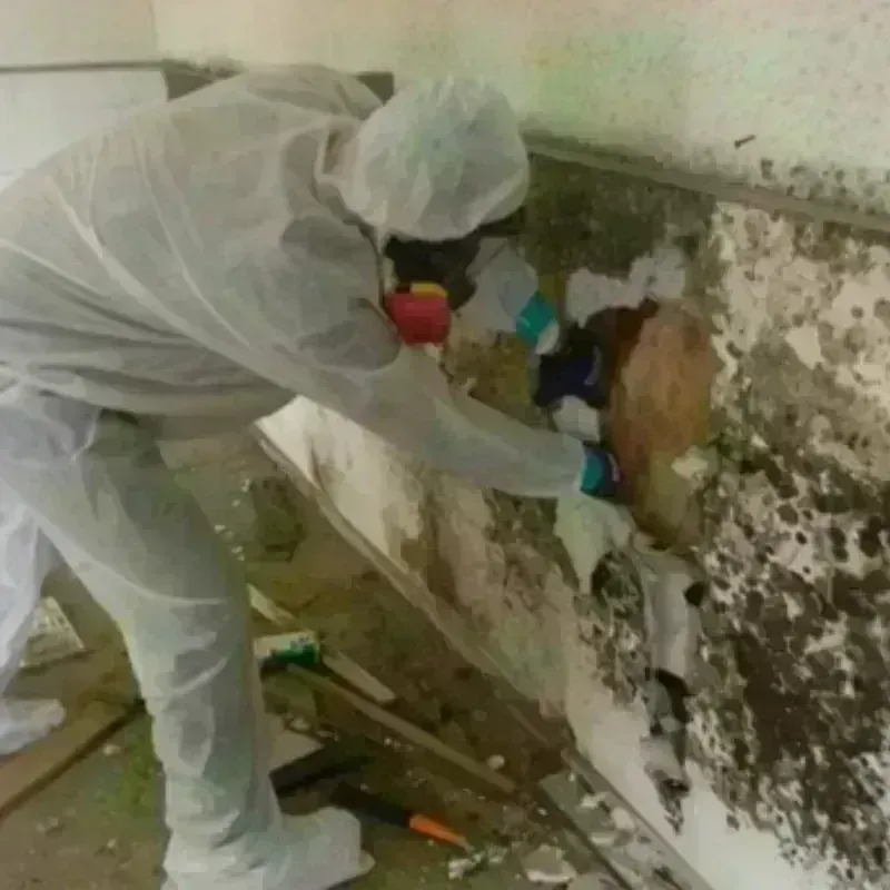 Mold Remediation and Removal in North La Crosse, WI